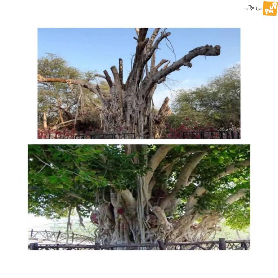 درخت 500 ساله ی کیش نابود شد!/ نتیجه هرس غیر اصولی