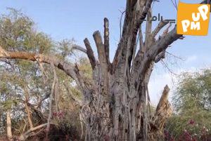 خشم طناز طباطبایی از خشک شدن درخت 500 ساله + عکس